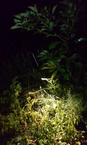 Garden Light 3 Garden Light 3